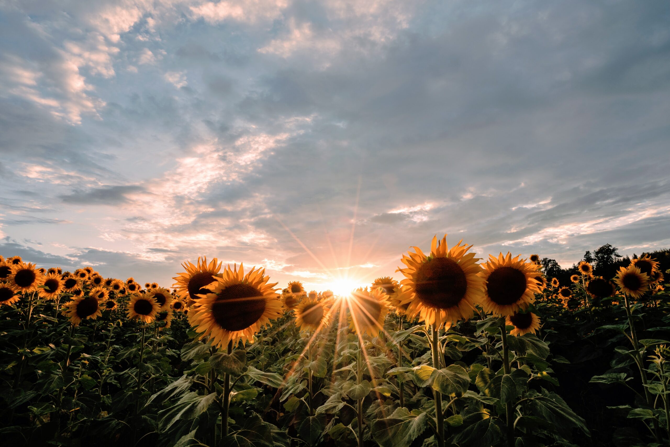 Best Fields to Visit During Sunflower Season: A Traveler’s Guide